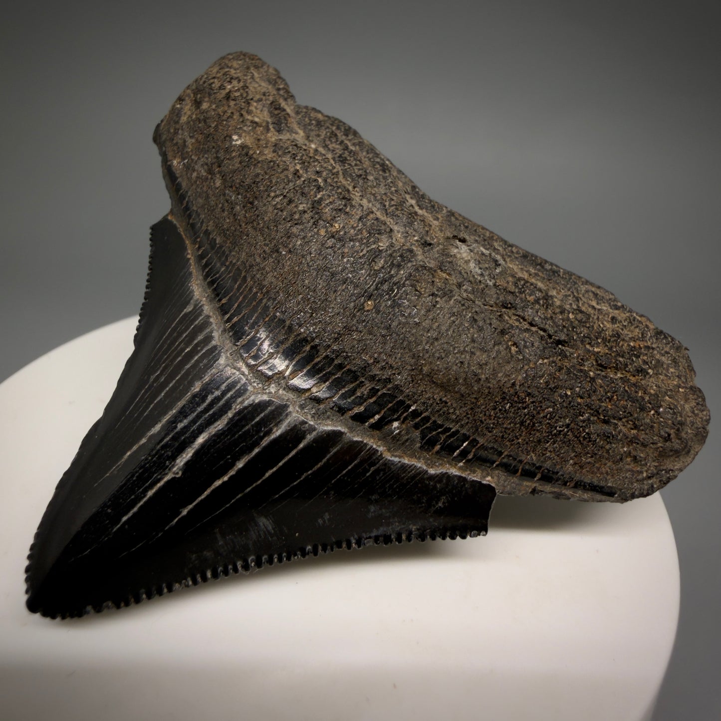 Front Right View Black, sharply serrated 2.38" Fossil Megalodon Shark Tooth - Georgia megalodonteeth.com CM6521