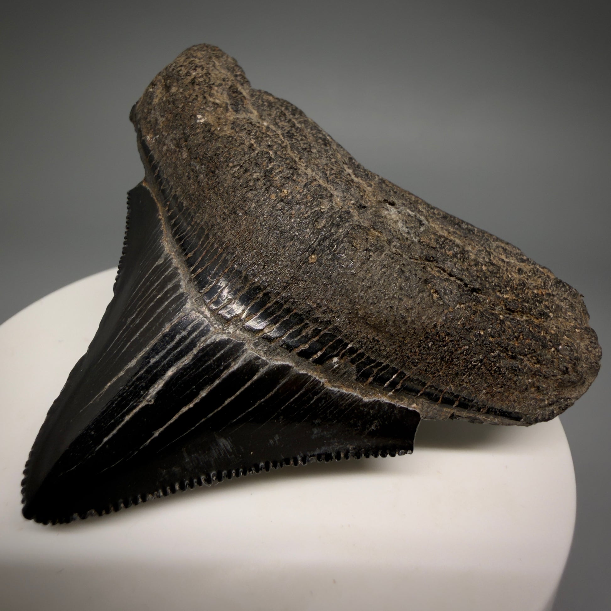 Front Right View Black, sharply serrated 2.38" Fossil Megalodon Shark Tooth - Georgia megalodonteeth.com CM6521