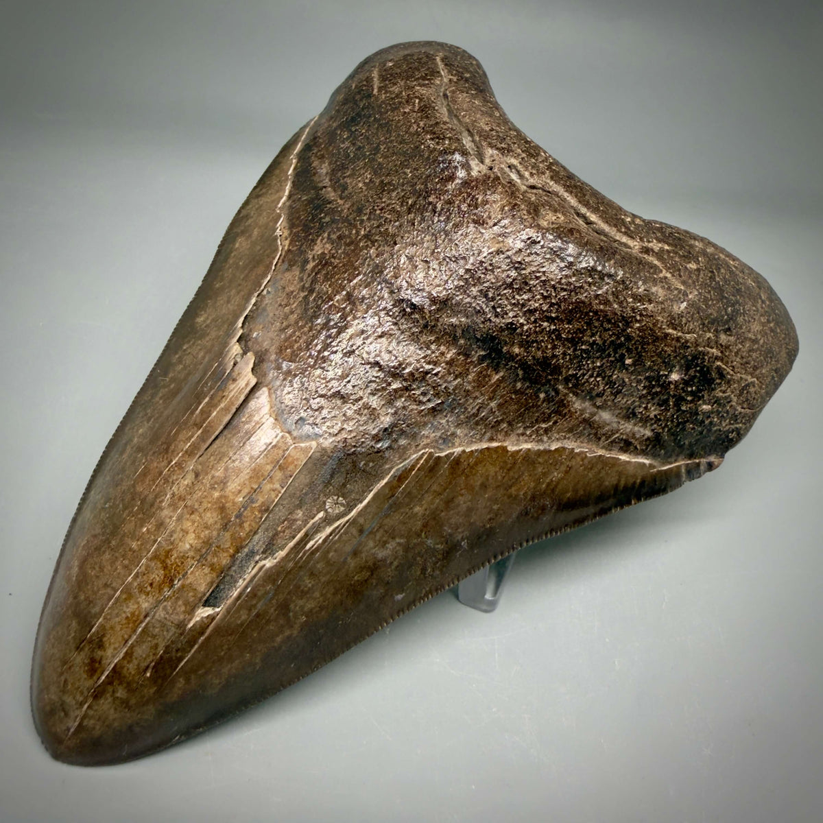 Front Right View Brown/Red prints, sharply serrated 5.16" Fossil Megalodon Shark Tooth from Georgia megalodonteeth.com CM6707 