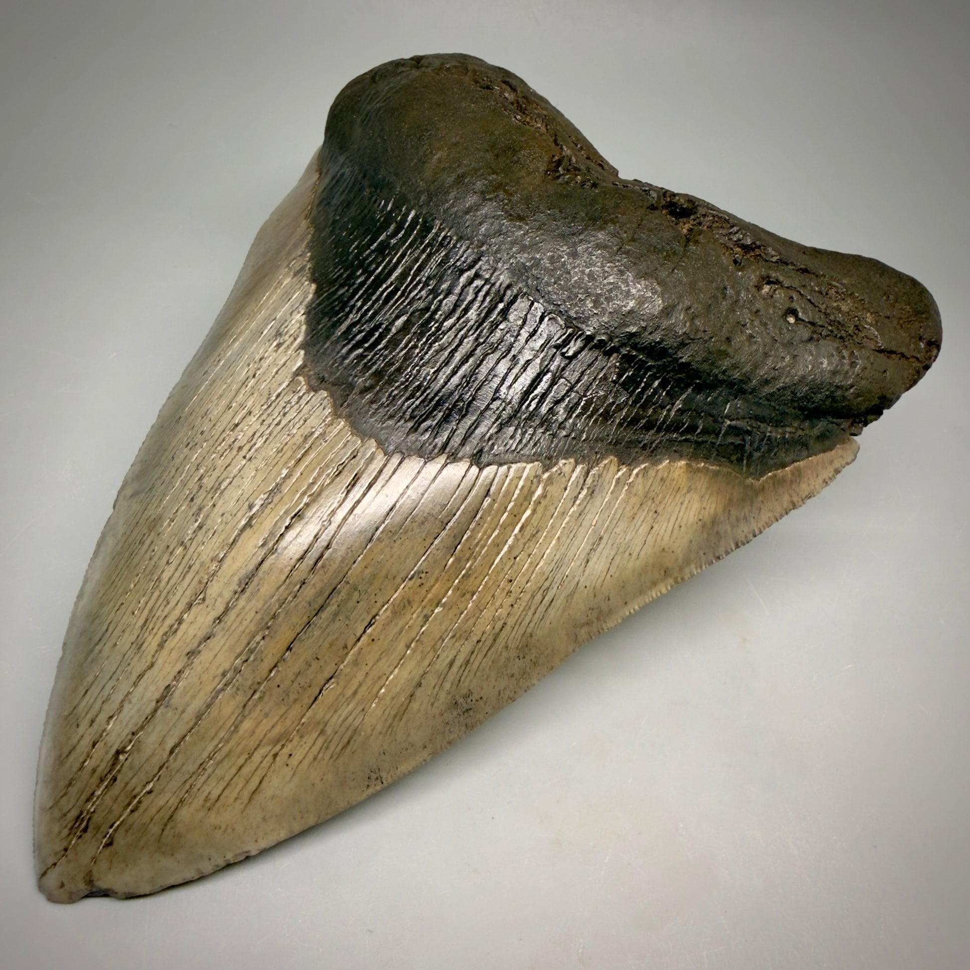 Front Right View Close to Max size of 7" Fossil Monster Megalodon Tooth - South Carolina, USA megalodonteeth.com CM6608