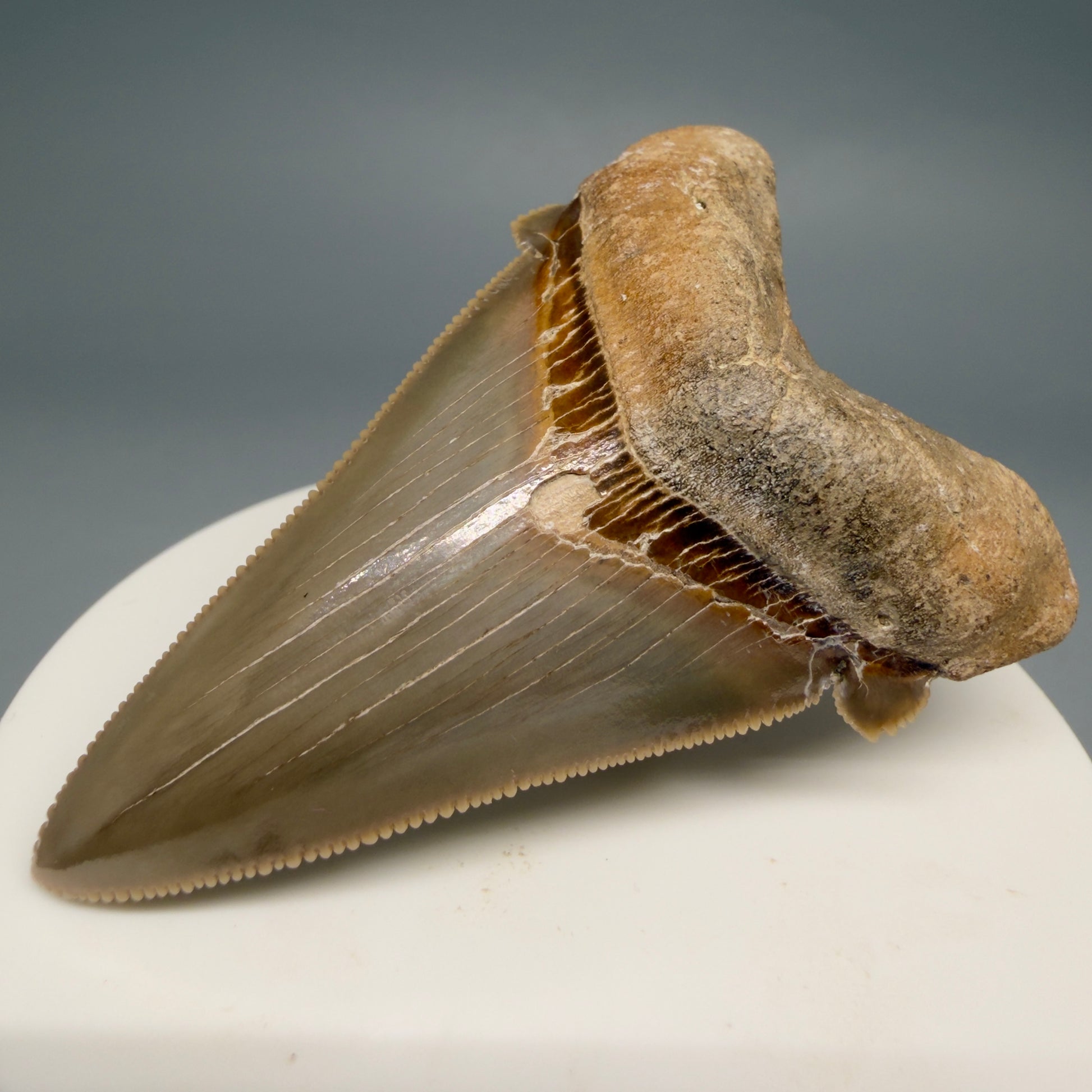 Front Right View Collector's Quality 2.51" Fossil Carcharocles angustidens Shark Tooth from Charleston, South Carolina AN472