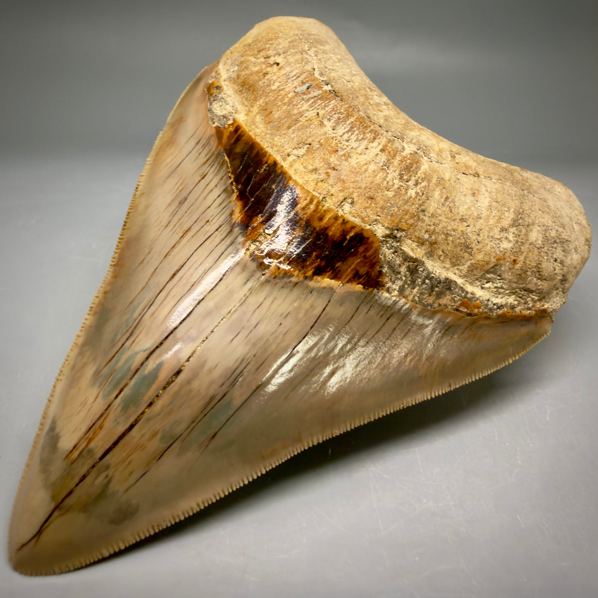 Front Right View Collector's Quality heart-shaped 5.06″ Colorful Megalodon Tooth – West Java Indonesia megalodonteeth.com CM6746