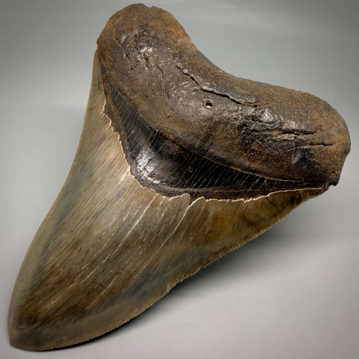 Front Right View Collector's Quality, heart-shaped 5.08" Fossil Megalodon Tooth - South Carolina megalodonteeth.com CM6703