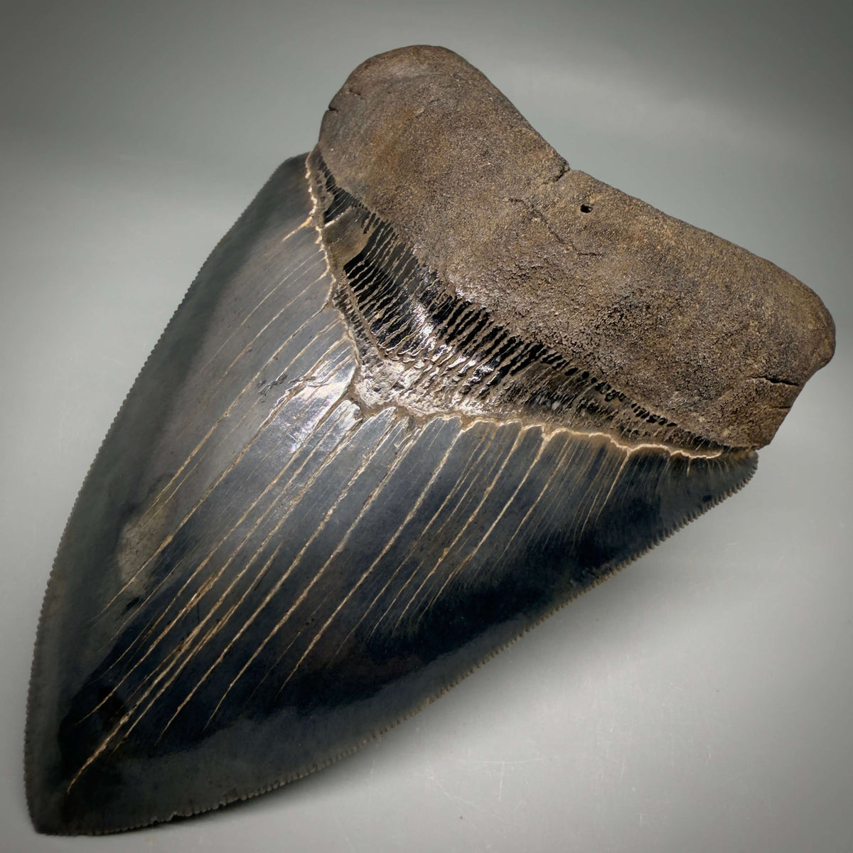 Front Right View Collector's Quality, heart-shaped 5.30" Fossil Megalodon Tooth - South Carolina megalodonteeth.com CM6705