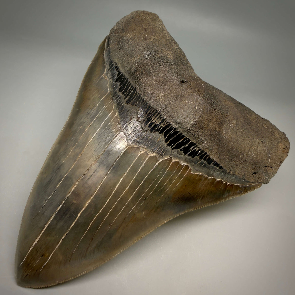 Front Right View Collector's Quality, heart-shaped 5.67" Fossil Megalodon Tooth - South Carolina megalodonteeth.com CM7606