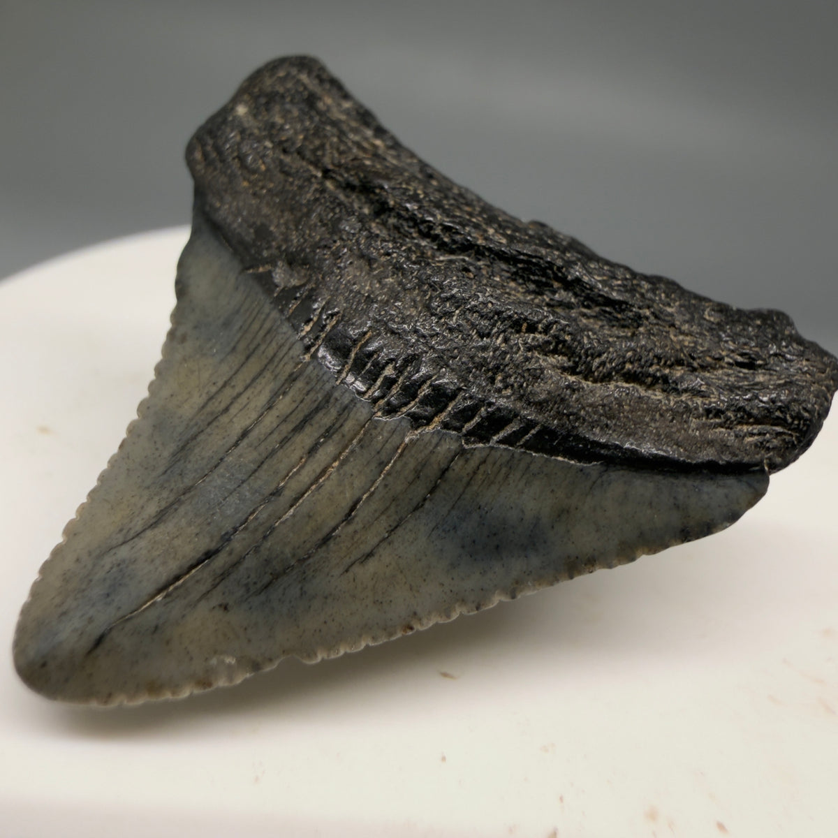 Front Right View Colorful 1.43" Fossil Megalodon Tooth – South Carolina River Find | Authentic megalodonteeth.com CM6722