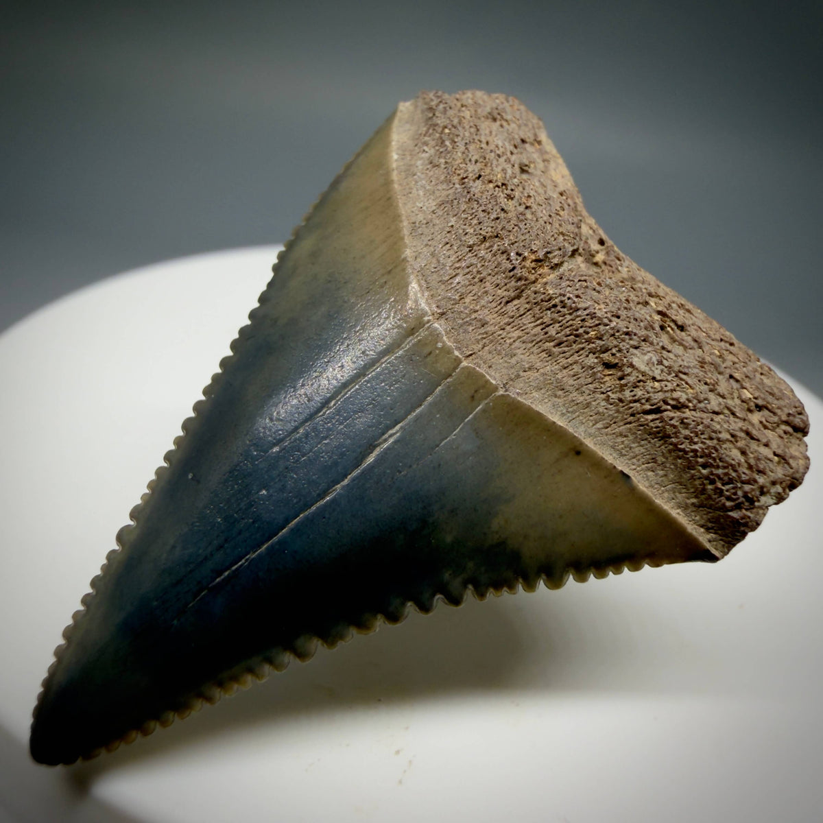 Front Right View Colorful 1.48" Fossil Great White Shark Tooth - South Carolina megalodonteeth.com GW1399