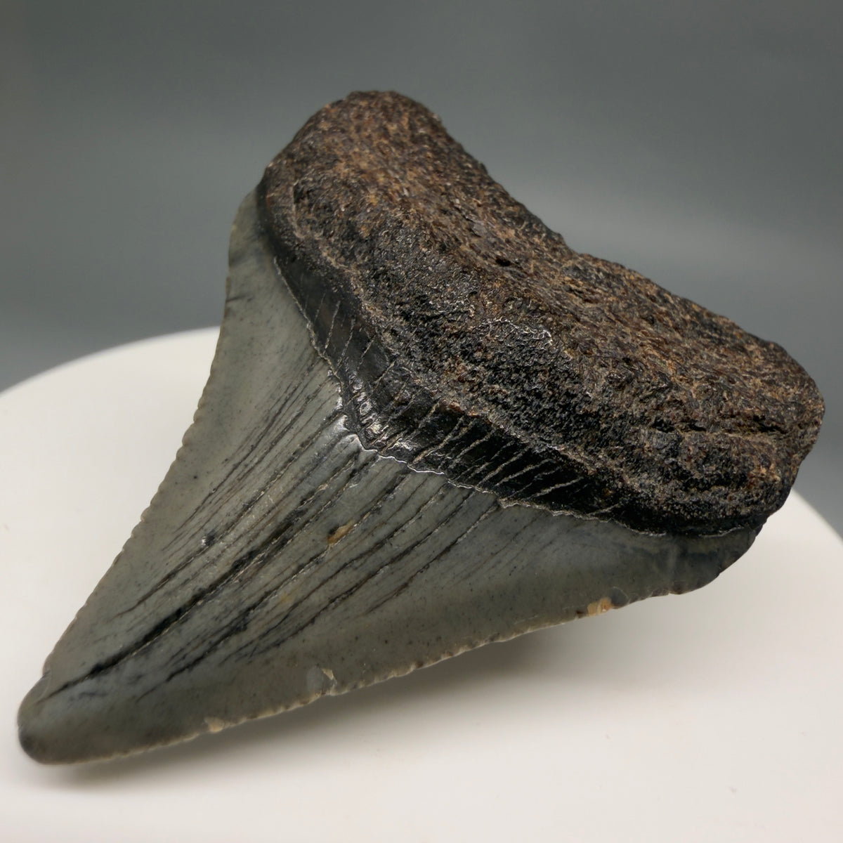 Front Right View Colorful 1.72" Fossil Megalodon Tooth – South Carolina River Find | Authentic megalodonteeth.com CM6683