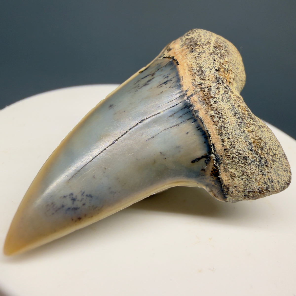 Front Right View Colorful 1.78" Fossil Extinct Hooked-Tooth Mako - Isurus planus Shark Tooth from Bakersfield, CA M618