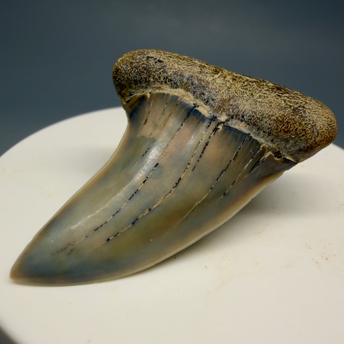 Front Right View Colorful 1.85" Fossil Extinct Hooked-Tooth Mako - Isurus planus Shark Tooth from Bakersfield, CA CM619