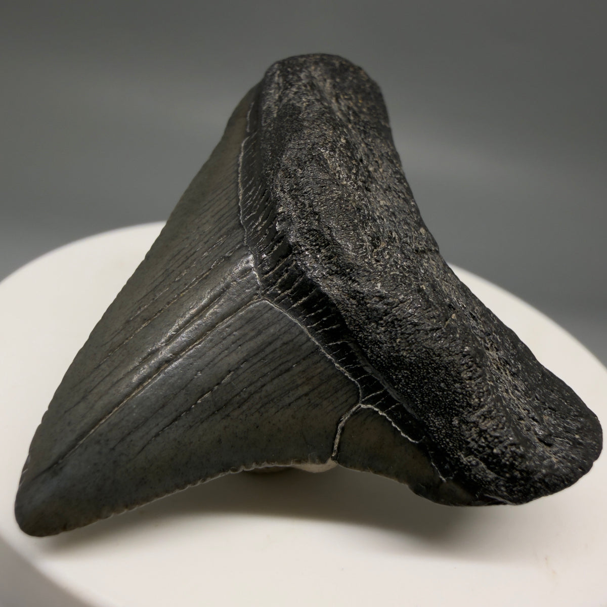 Front Right View Colorful 1.86" Fossil Megalodon Tooth – South Carolina River Find | Authentic megalodonteeth.com CM6726