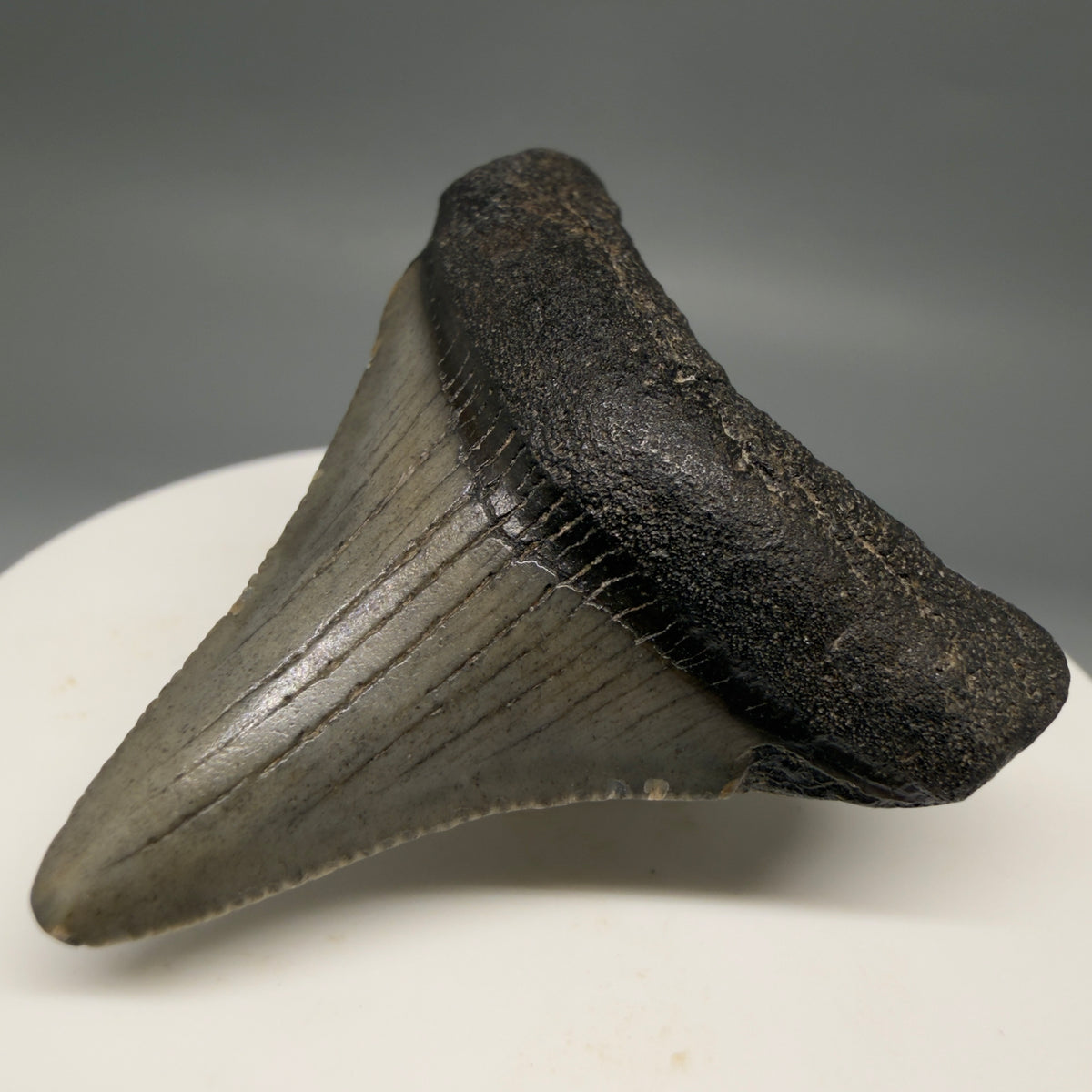 Front Right View Colorful 1.87" Fossil Megalodon Tooth – South Carolina River Find | Authentic megalodonteeth.com CM6728