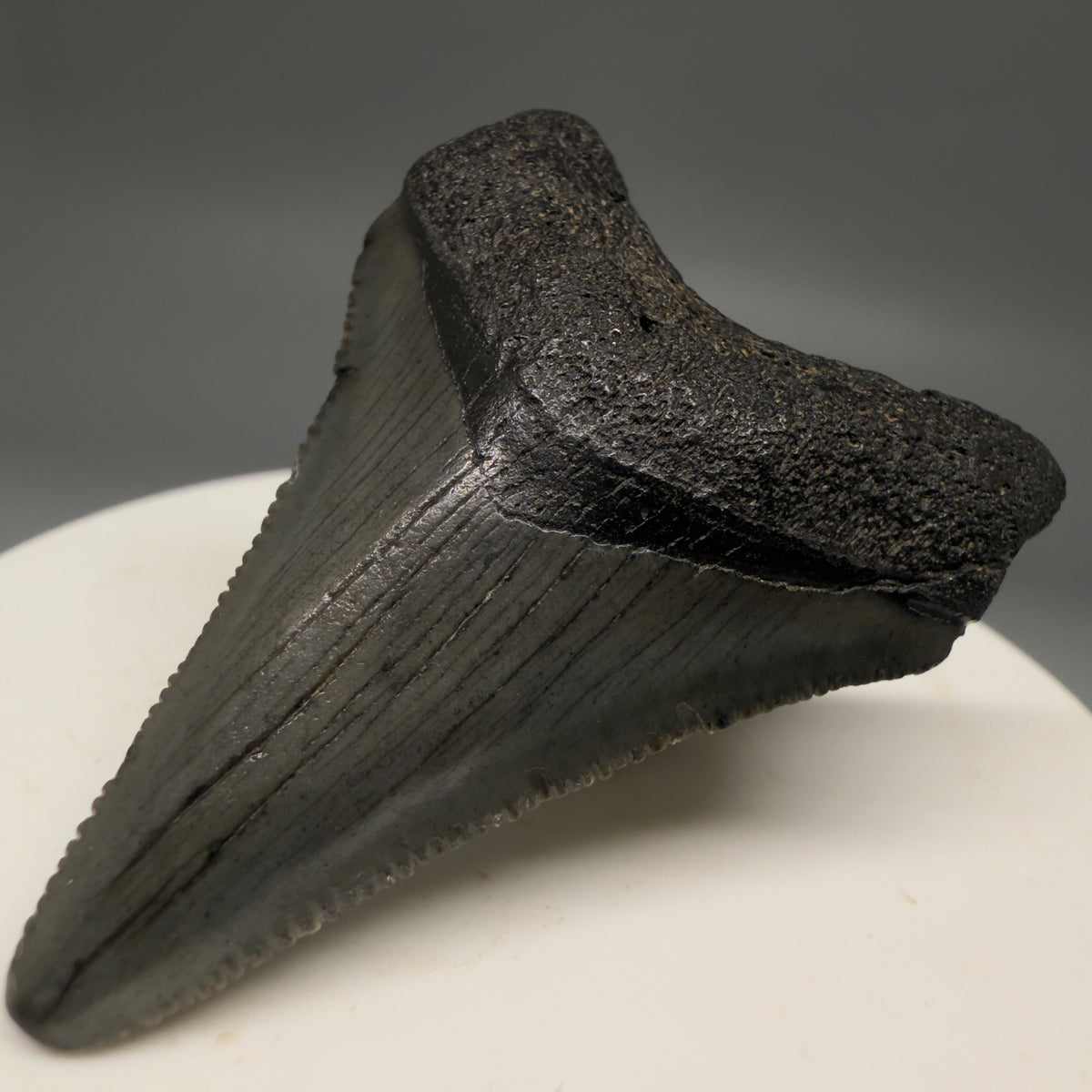 Front Right View Colorful 1.96" Fossil Megalodon Tooth – South Carolina River Find | Authentic megalodonteeth.com CM6727