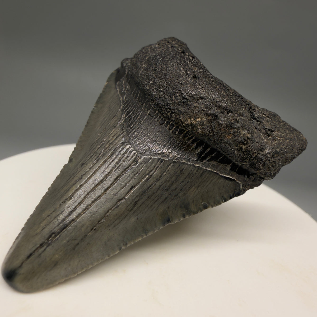 Front Right View Colorful 1.98" Fossil Megalodon Tooth – South Carolina River Find | Authentic megalodonteeth.com CM6729