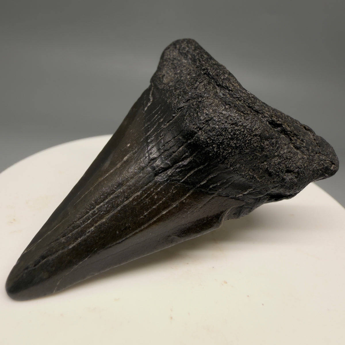 Front Right View Colorful 2.02" Fossil Megalodon Tooth – South Carolina River Find | Authentic megalodonteeth.com CM6730