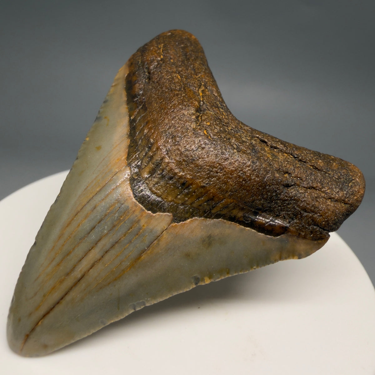 Front Right View Colorful 2.08" Fossil Megalodon Tooth - Authentic Carcharocles megalodon Fossil from North Carolina megalodonteeth.com CM6617