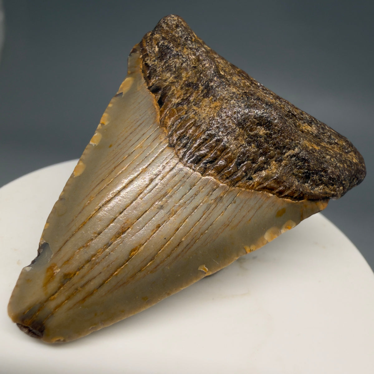 Front Right View Colorful 2.12" Fossil Megalodon Tooth - Authentic Carcharocles megalodon Fossil from North Carolina megalodonteeth.com CM6619