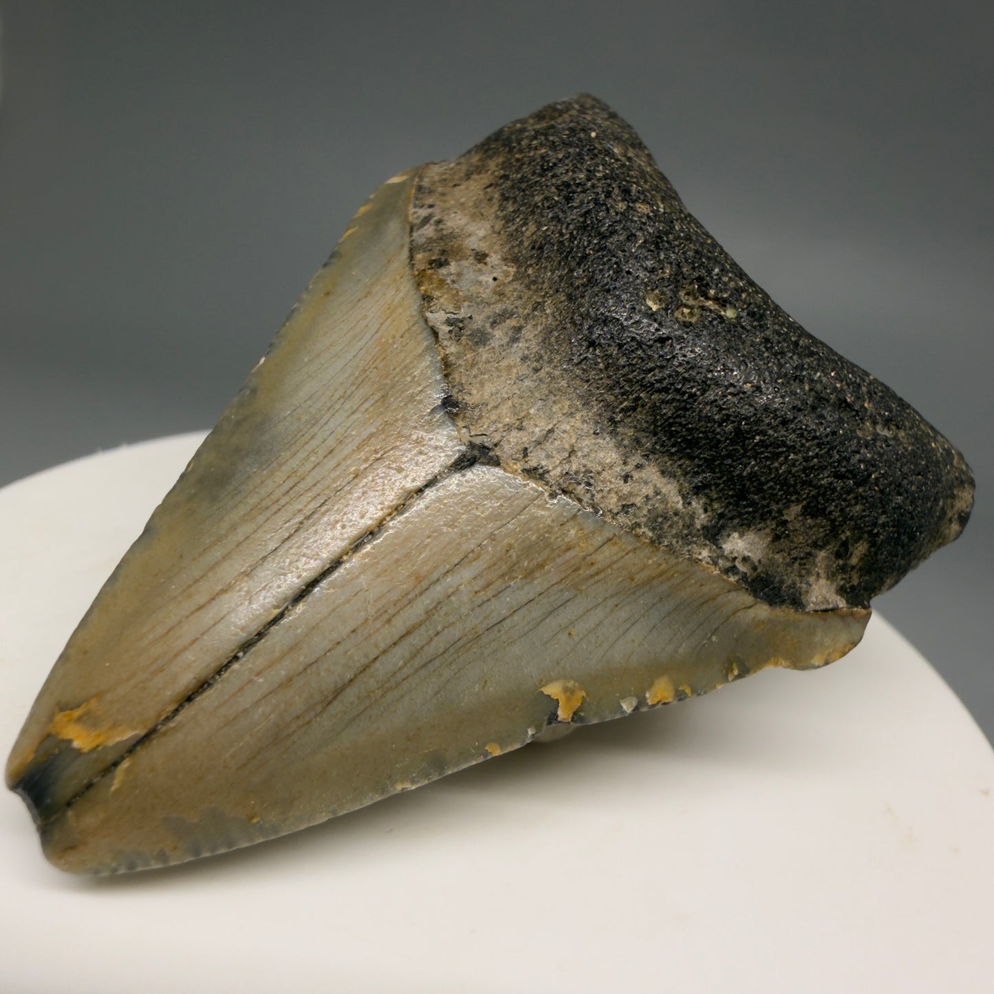 Front Right View Colorful 2.13" Fossil Megalodon Tooth - Authentic Carcharocles megalodon Fossil from North Carolina megalodonteeth.com CM6616