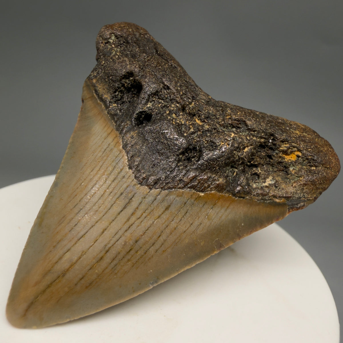 Front Right View Colorful 2.15" Fossil Megalodon Tooth - Authentic Carcharocles megalodon Fossil from North Carolina megalodonteeth.com CM6620