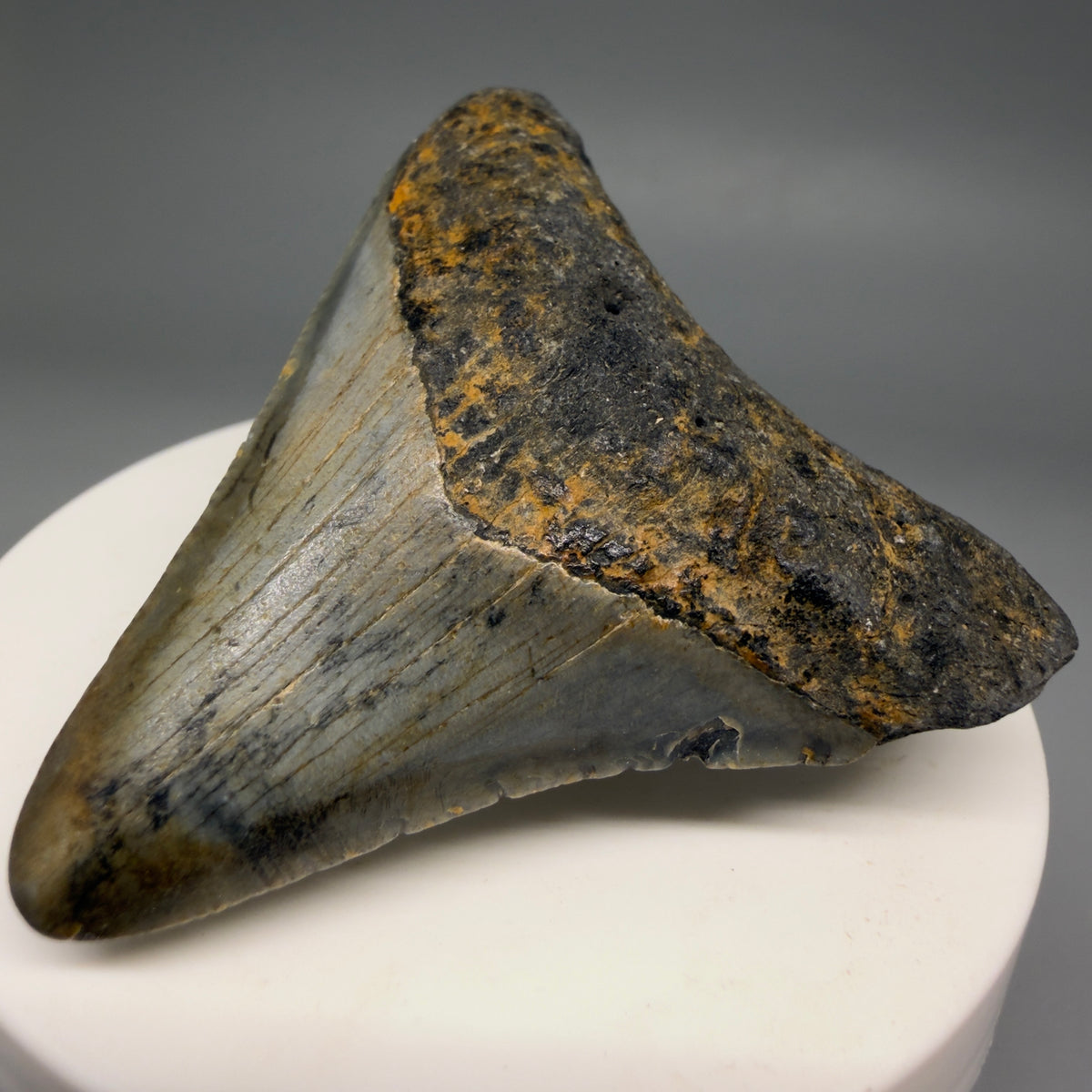 Front Right View Colorful 2.21" Fossil Megalodon Tooth - Authentic Carcharocles megalodon Fossil from North Carolina megalodonteeth.com CM6621
