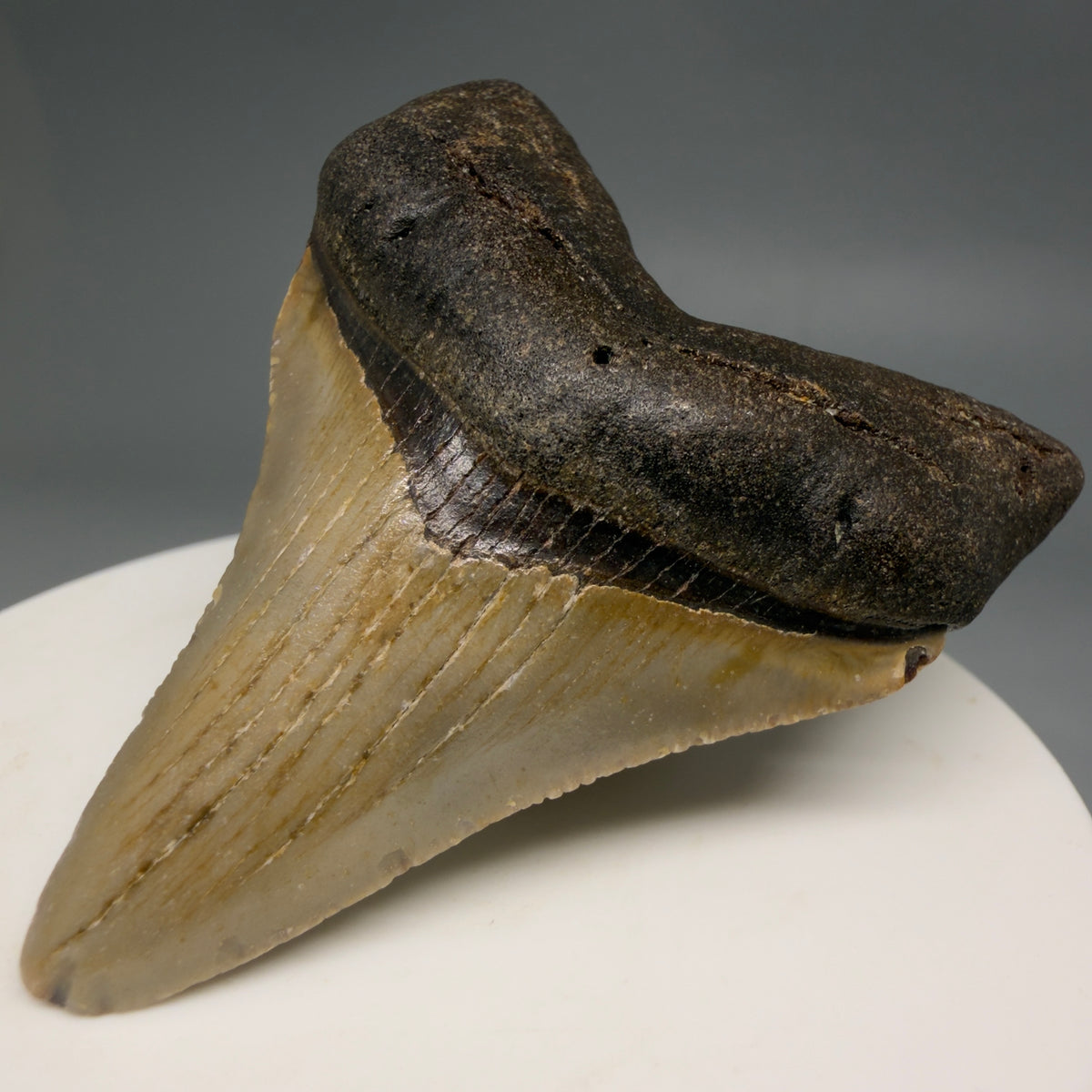 Front Right View Colorful 2.28" Fossil Megalodon Tooth - Authentic Carcharocles megalodon Fossil from North Carolina megalodonteeth.com M6618