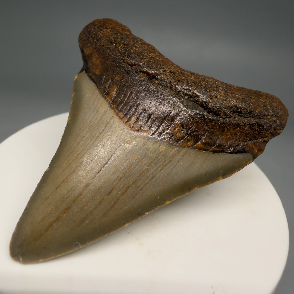 Front Right View Colorful 2.33" Fossil Megalodon Tooth - Authentic Carcharocles megalodon Fossil from North Carolina megalodonteeth.com CM6624