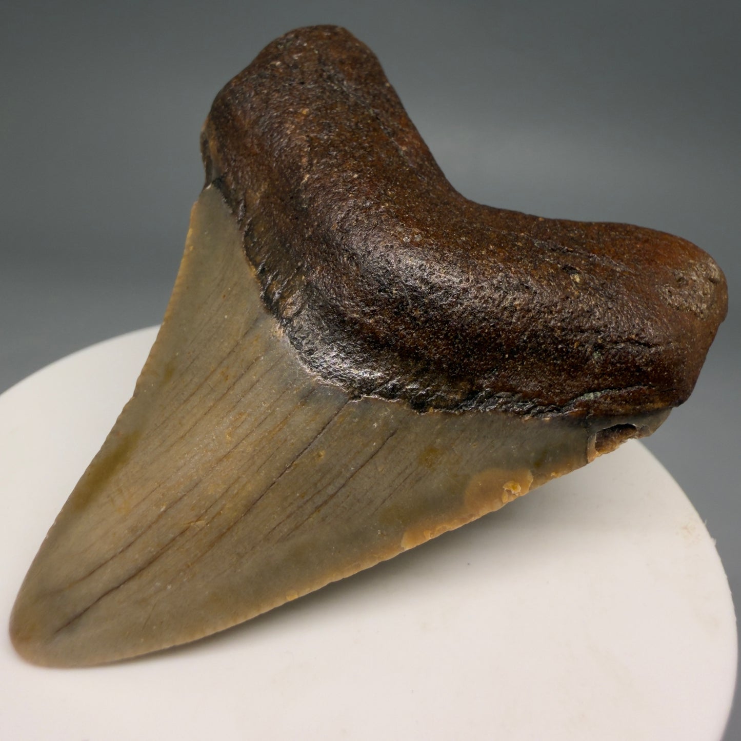 Front Right View Colorful 2.39" Fossil Megalodon Tooth - Authentic Carcharocles megalodon Fossil from North Carolina megalodonteeth.com CM6623