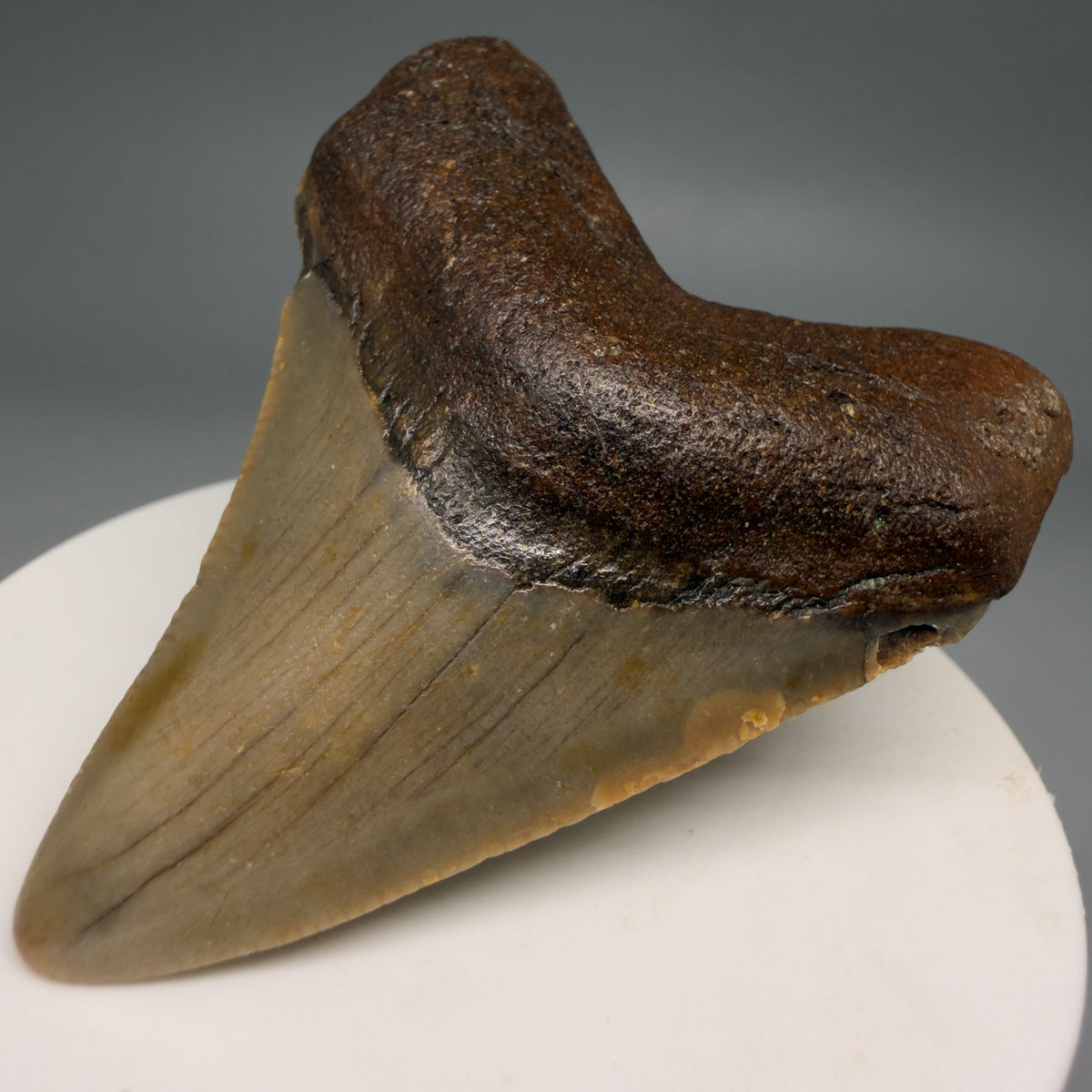 Front Right View Colorful 2.39" Fossil Megalodon Tooth - Authentic Carcharocles megalodon Fossil from North Carolina megalodonteeth.com CM6623