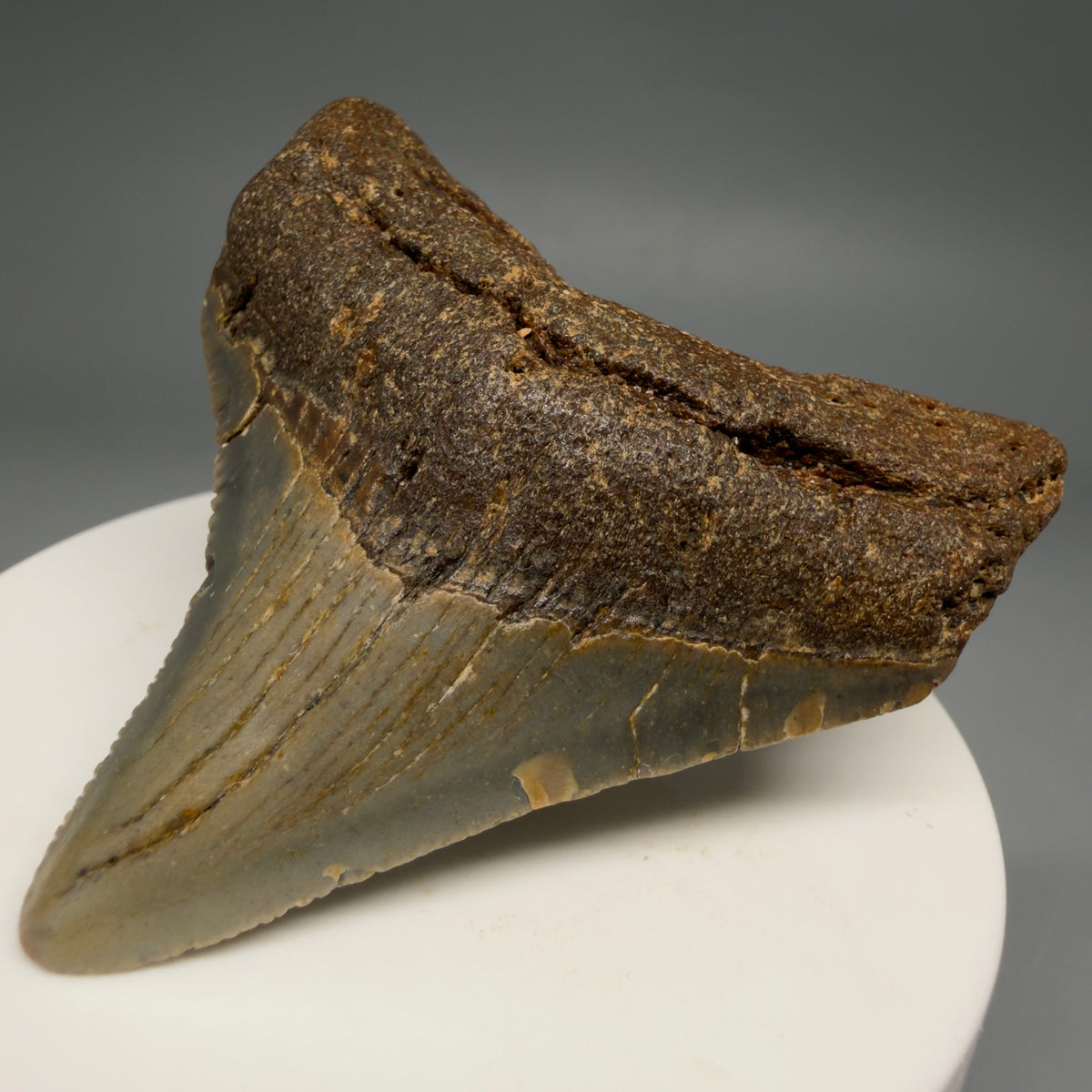 Front Right View Colorful 2.42" Fossil Megalodon Tooth - Authentic Carcharocles megalodon Fossil from North Carolina megalodonteeth.com CM6625