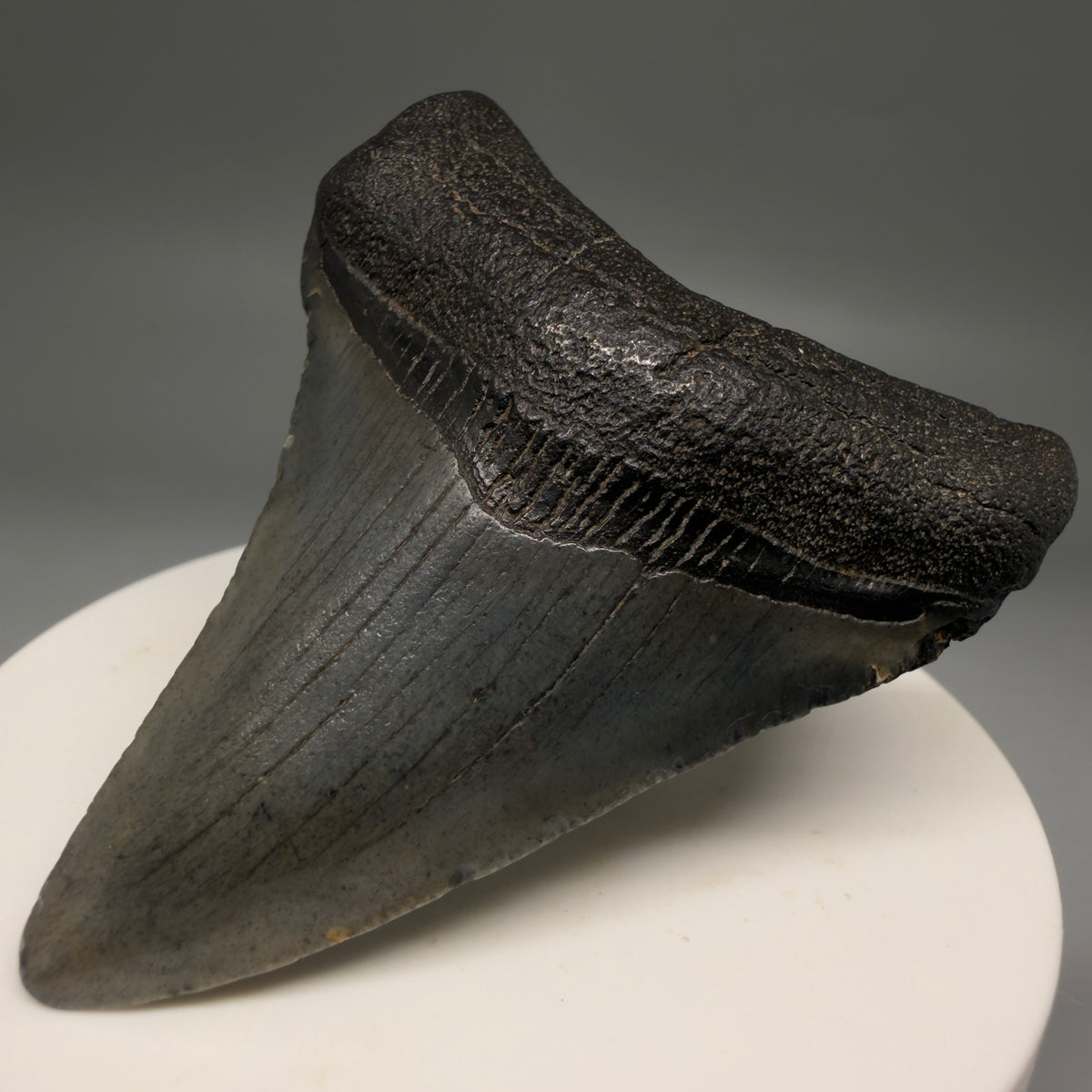 Front Right View Colorful 2.45" Fossil Megalodon Tooth – South Carolina River Find | Authentic megalodonteeth.com CM6735