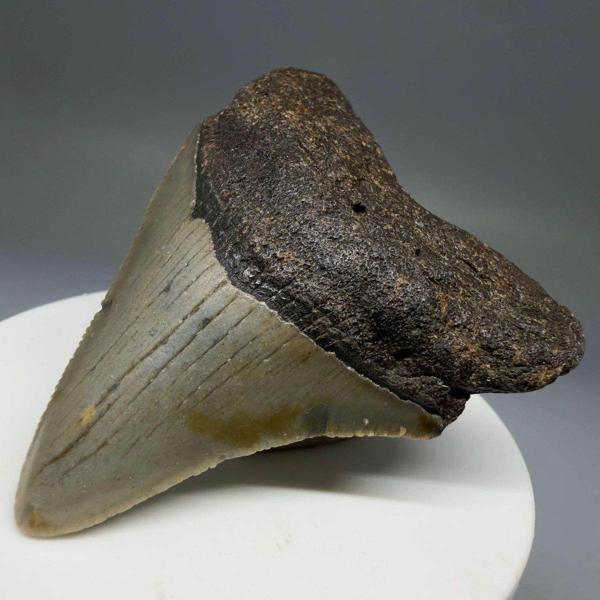 Front Right View Colorful 2.47" Fossil Megalodon Tooth - Authentic Carcharocles megalodon Fossil from North Carolina megalodonteeth.com CM6783