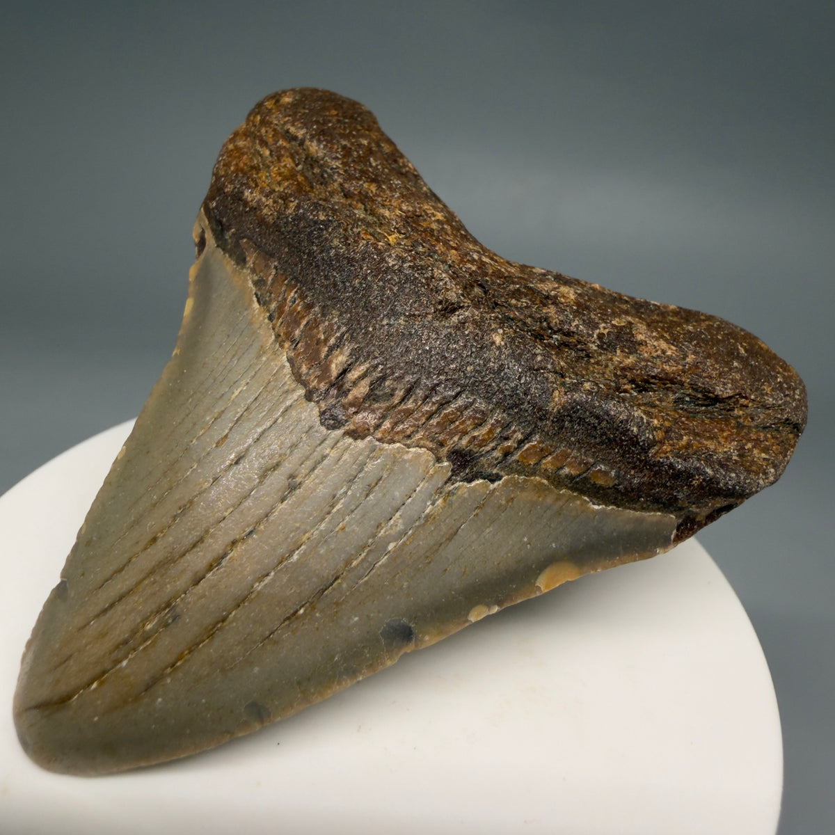 Front Right View Colorful 2.54" Fossil Megalodon Tooth - Authentic Carcharocles megalodon Fossil from North Carolina megalodonteeth.com CM6628