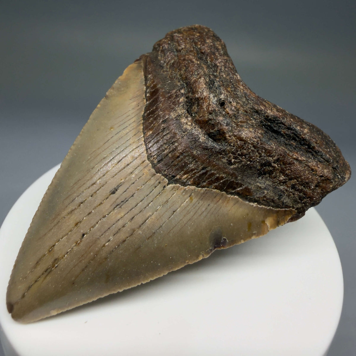 Front Right View Colorful 2.57" Fossil Megalodon Tooth - Authentic Carcharocles megalodon Fossil from North Carolina megalodonteeth.com CM6785