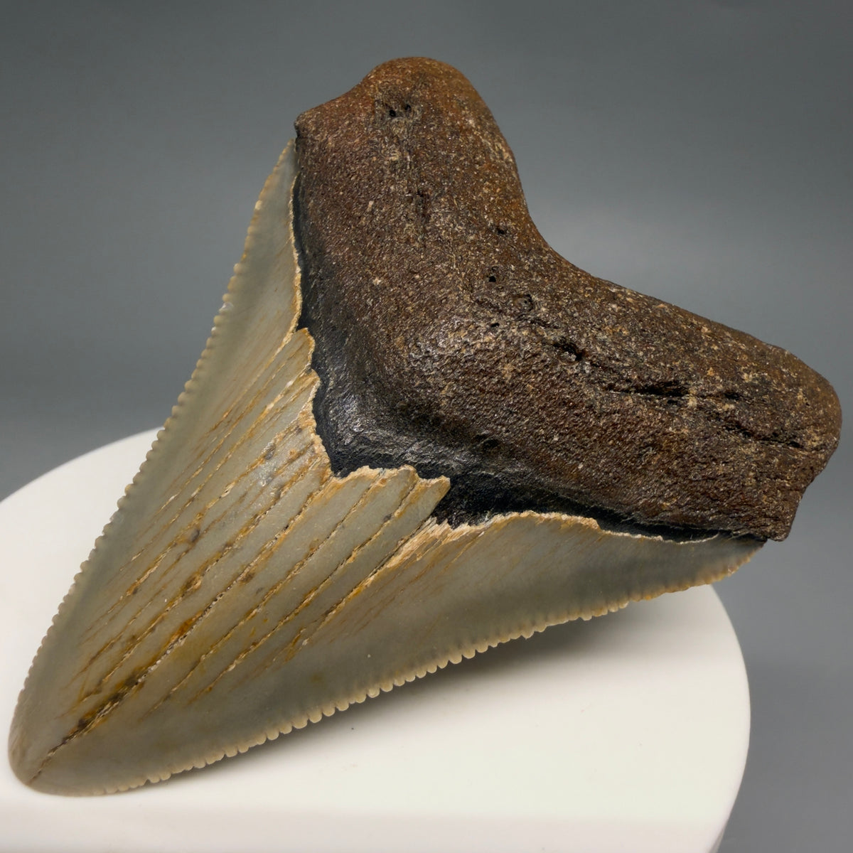 Front Right View Colorful 2.60" Fossil Megalodon Tooth - Authentic Carcharocles megalodon Fossil from North Carolina megalodonteeth.com CM6630