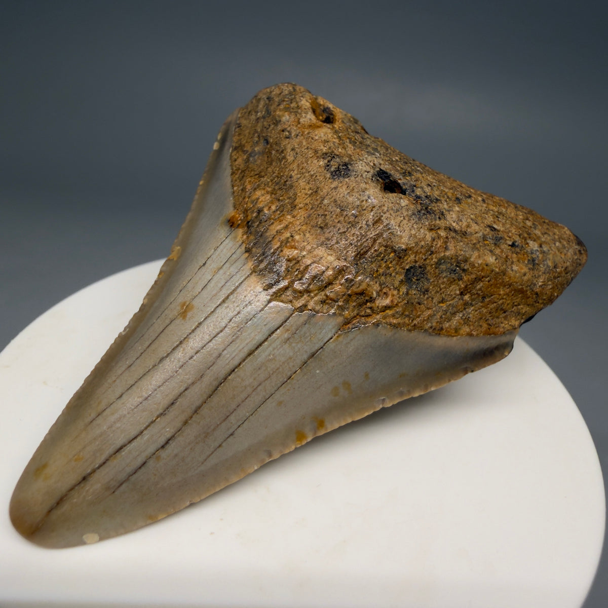 Front Right View Colorful 2.62" Fossil Megalodon Tooth - Authentic Carcharocles megalodon Fossil from North Carolina megalodonteeth.com CM6627