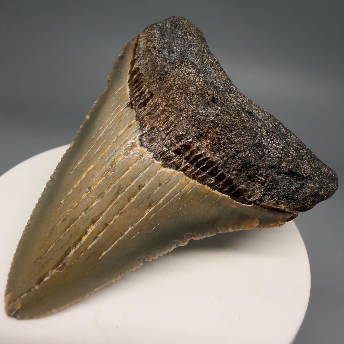 Front Right View Colorful 2.63" Fossil Megalodon Tooth - Authentic Carcharocles megalodon Fossil from North Carolina megalodonteeth.com CM6629