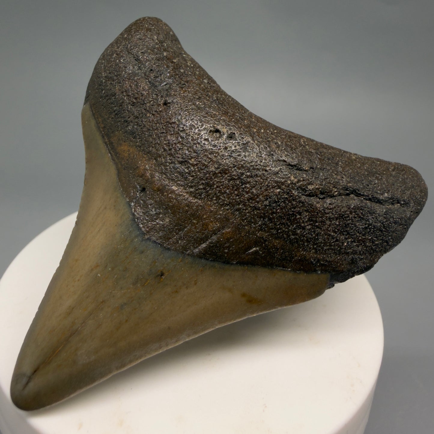 Front Right View Colorful 2.65" Fossil Megalodon Tooth - Authentic Carcharocles megalodon Fossil from North Carolina CM6489