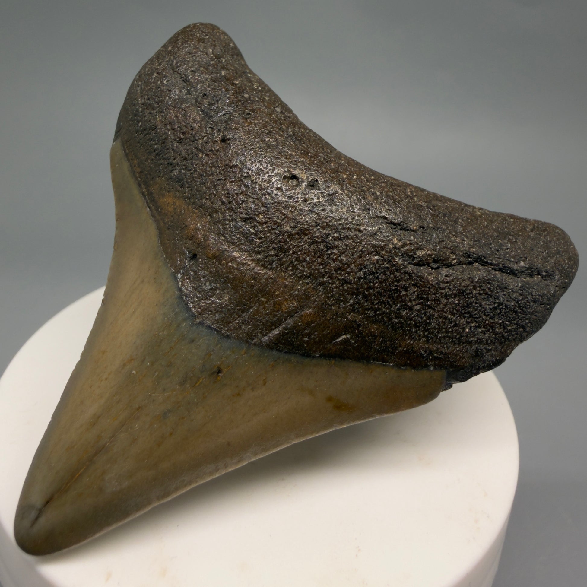 Front Right View Colorful 2.65" Fossil Megalodon Tooth - Authentic Carcharocles megalodon Fossil from North Carolina CM6489