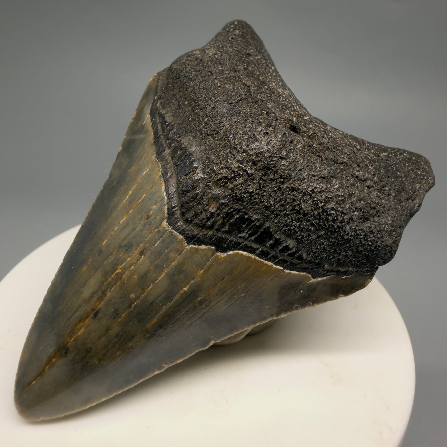Front Right View Colorful 2.71" Fossil Megalodon Tooth - Authentic Carcharocles megalodon Fossil from North Carolina CM9490