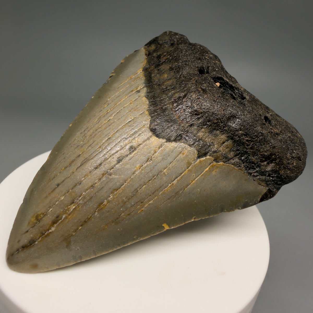 Front Right View Colorful 2.71" Fossil Megalodon Tooth - Authentic Carcharocles megalodon Fossil from North Carolina megalodonteeth.com CM6631