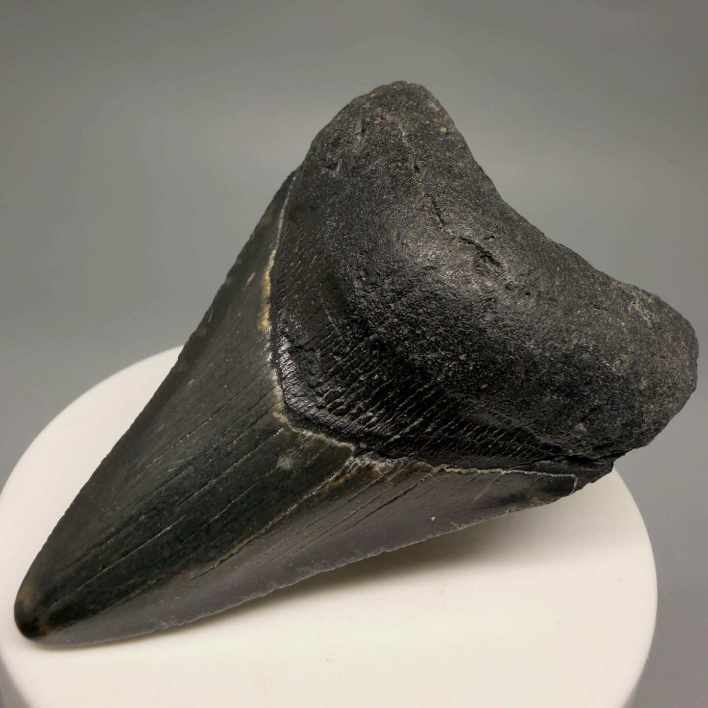 Front Right View Colorful 2.75" Fossil Megalodon Tooth - Authentic Carcharocles megalodon Fossil from North Carolina CM6492