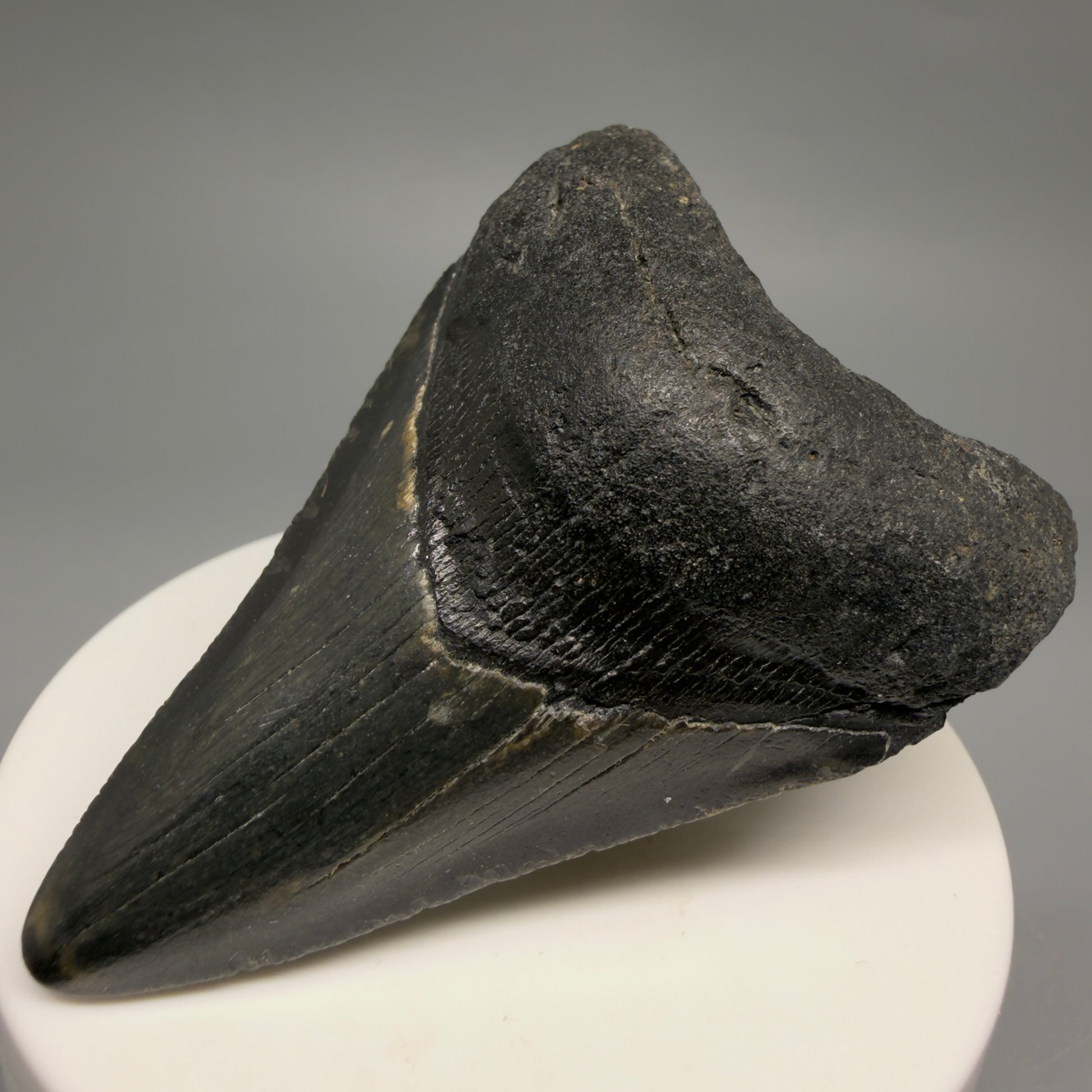 Front Right View Colorful 2.75" Fossil Megalodon Tooth - Authentic Carcharocles megalodon Fossil from North Carolina CM6492
