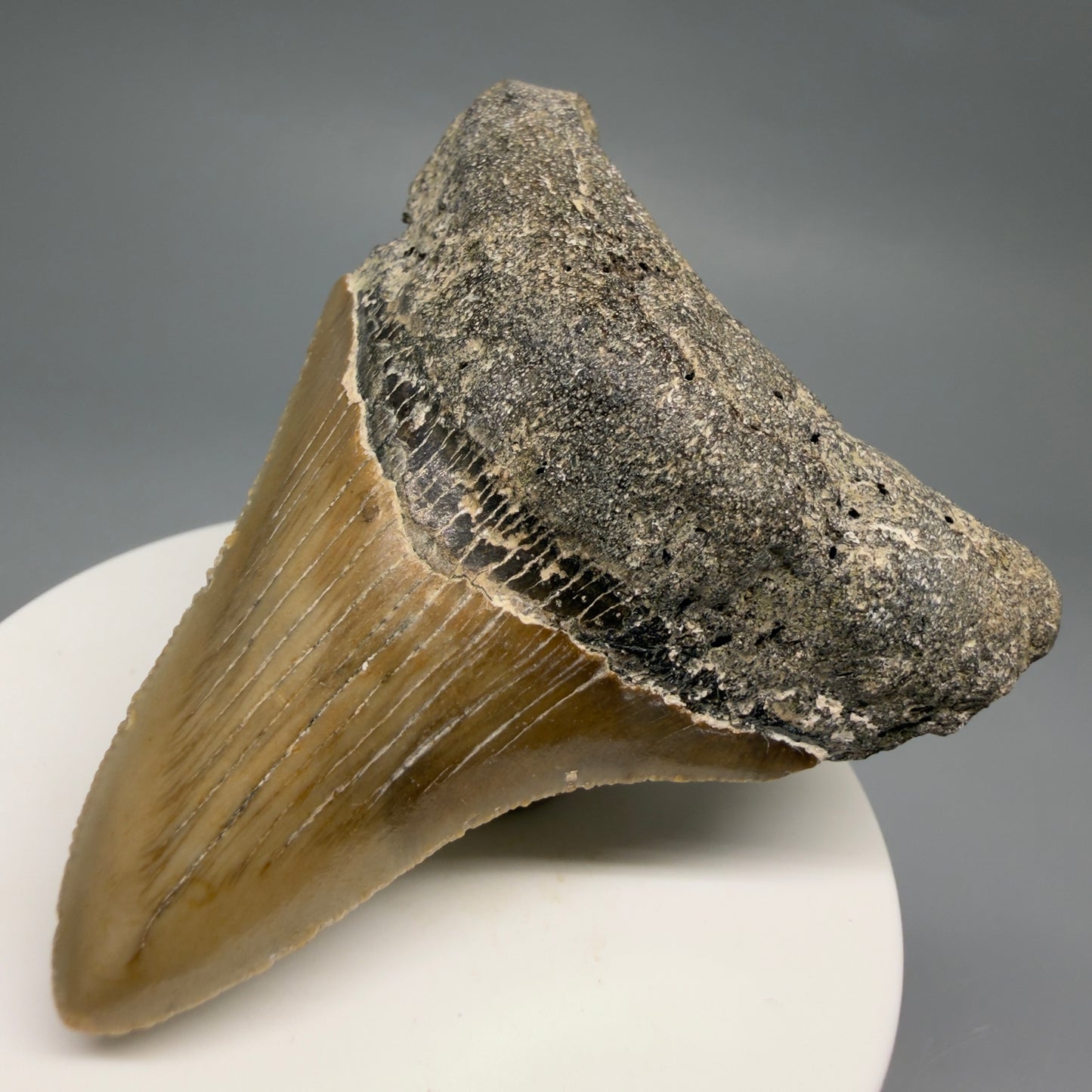 Front Right View Colorful 2.76" Fossil Megalodon Tooth - Authentic Carcharocles megalodon Fossil from North Carolina CM6493