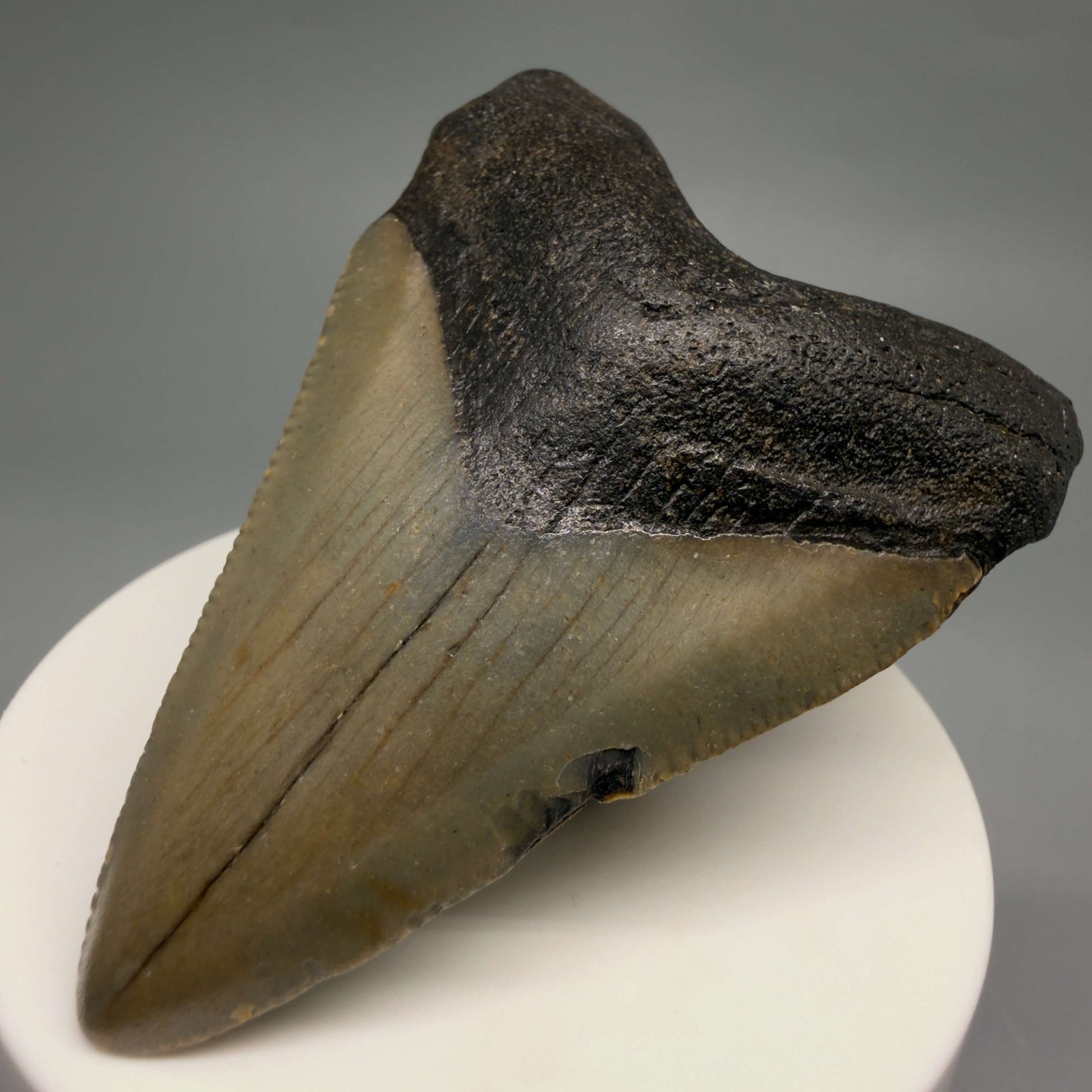 Front Right View Colorful 2.82" Fossil Megalodon Tooth - Authentic Carcharocles megalodon Fossil from North Carolina CM6491