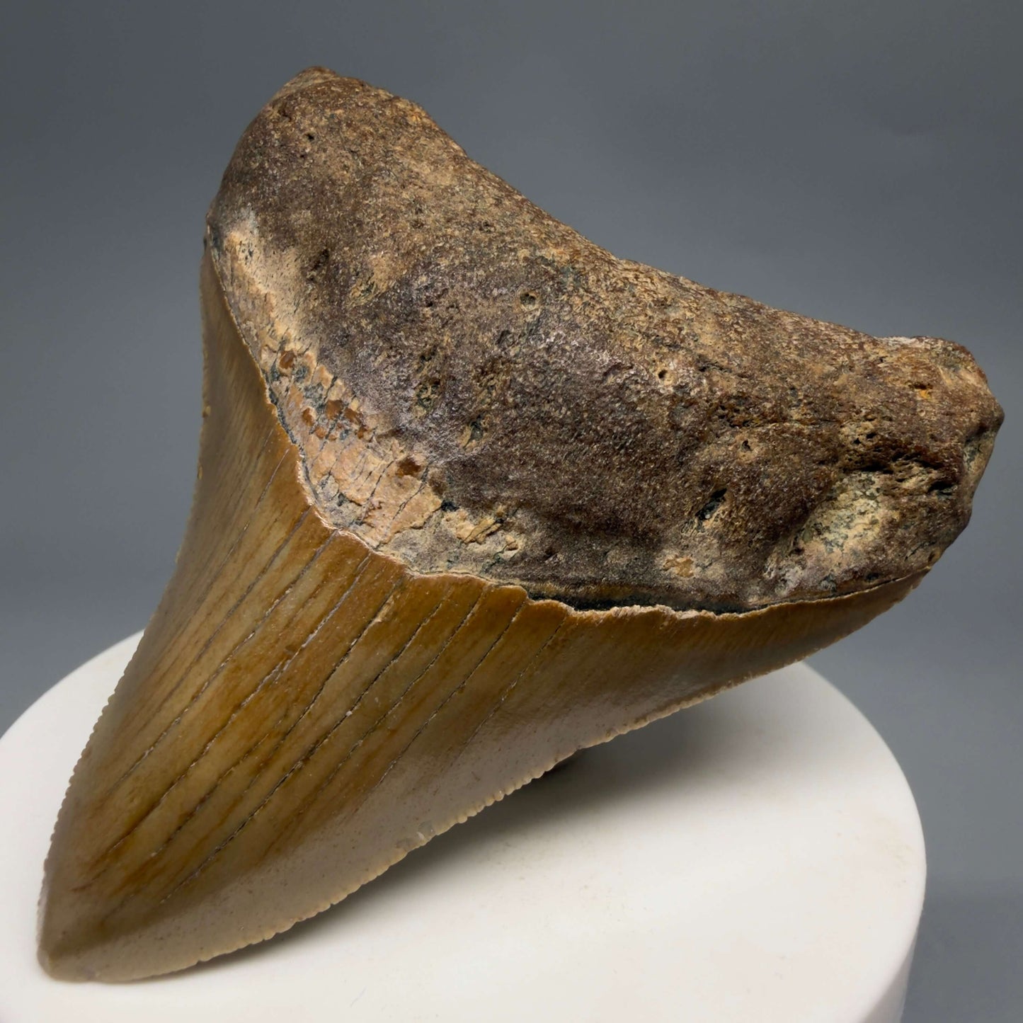 Front Right View Colorful 2.82" Fossil Megalodon Tooth - Authentic Carcharocles megalodon Fossil from North Carolina CM6495