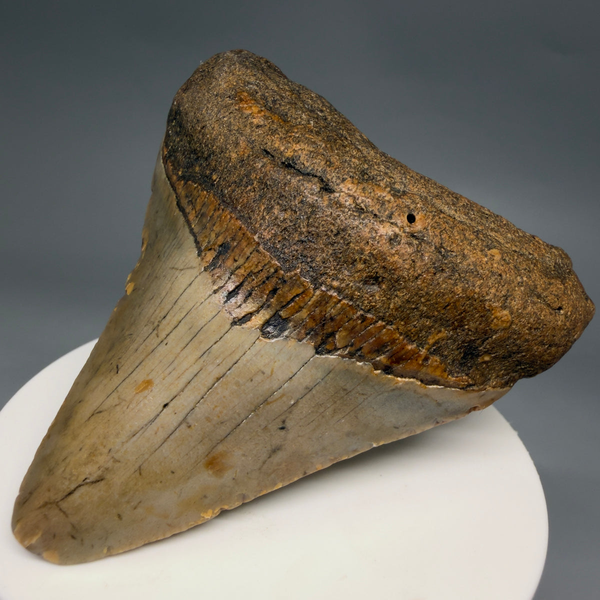 Front Right View Colorful 2.90" Fossil Megalodon Tooth - Authentic Carcharocles megalodon Fossil from North Carolina megalodonteeth.com CM6632