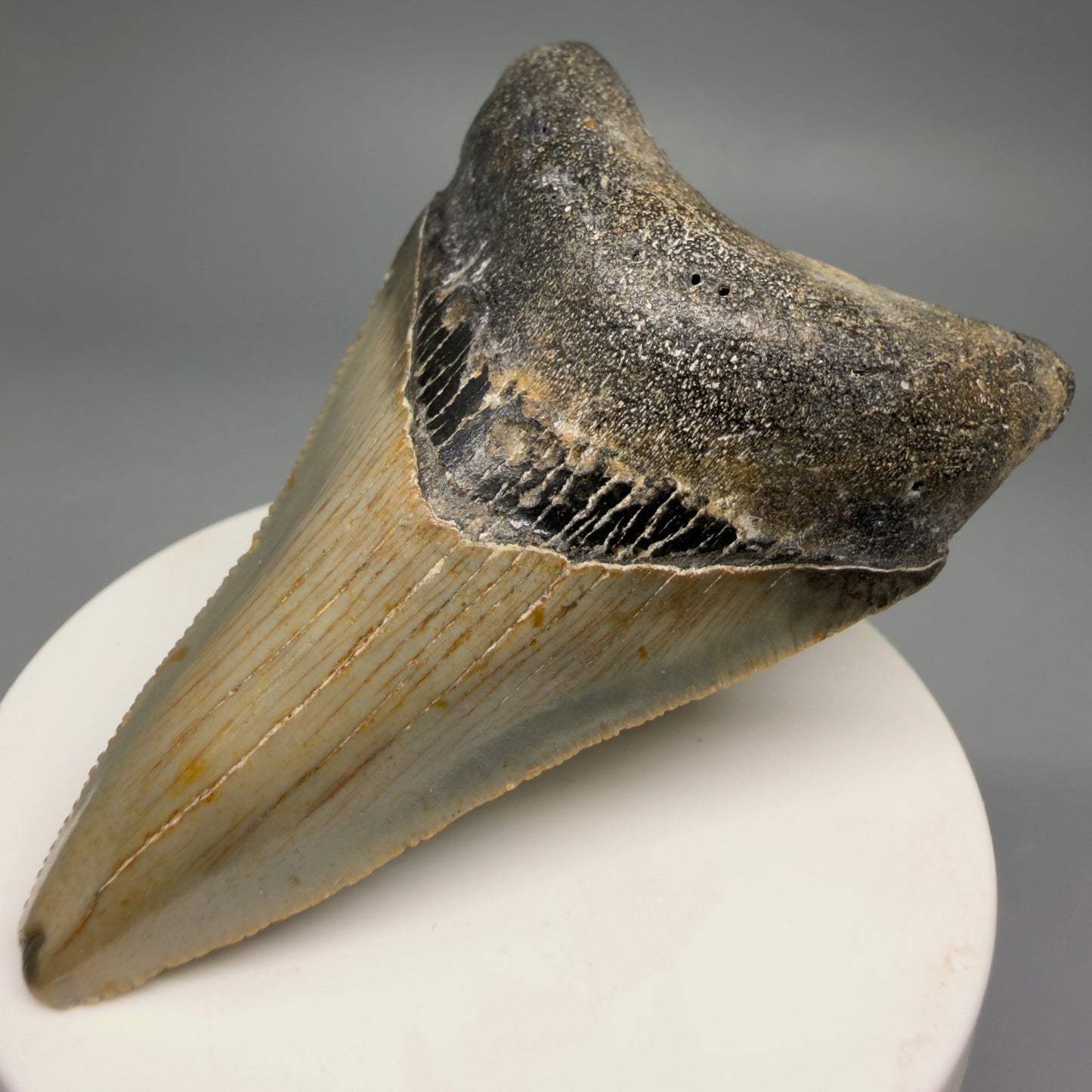 Front Right View Colorful 2.93" Fossil Megalodon Tooth - Authentic Carcharocles megalodon Fossil from North Carolina CM6496