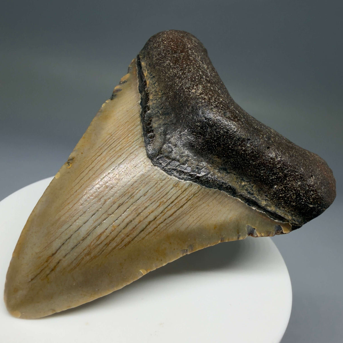 Front Right View Colorful 2.93" Fossil Megalodon Tooth - Authentic Carcharocles megalodon Fossil from North Carolina megalodonteeth.com CM6792