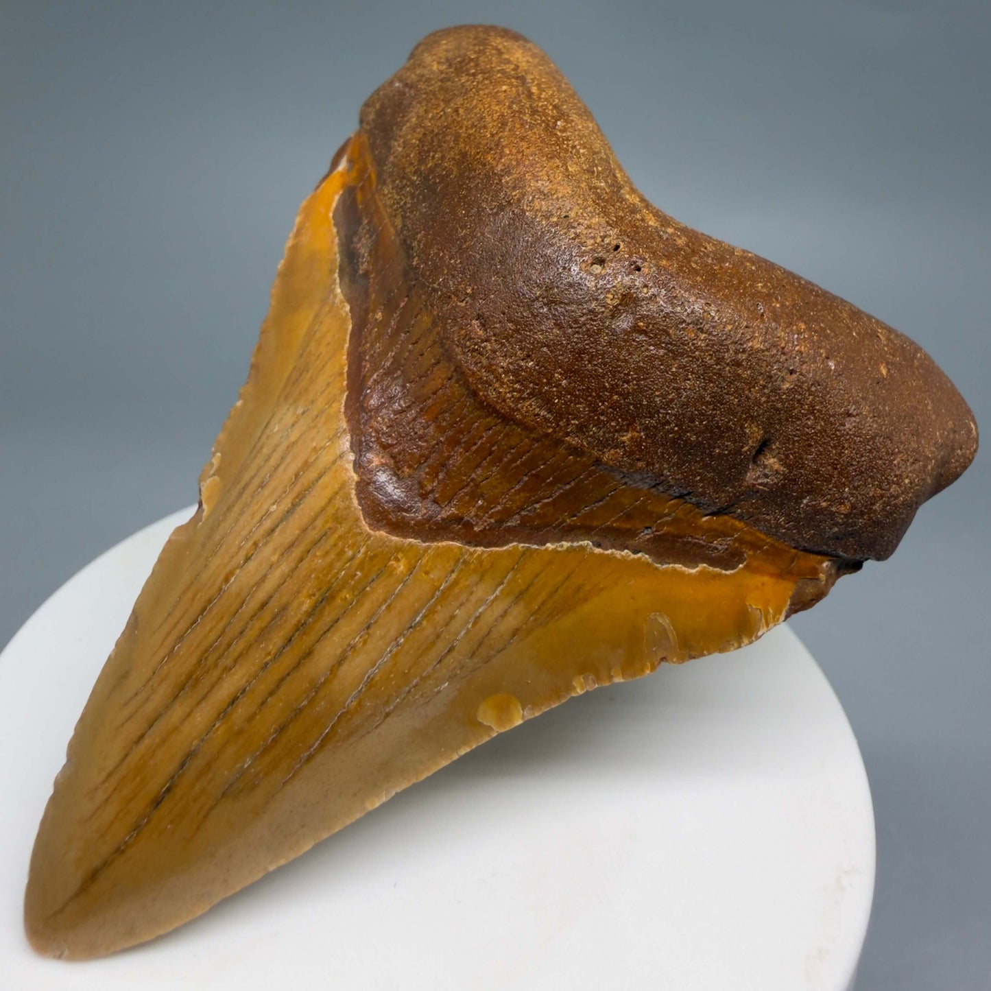 Front Right View Colorful 2.96" Fossil Megalodon Tooth - Authentic Carcharocles megalodon Fossil from North Carolina CM6494