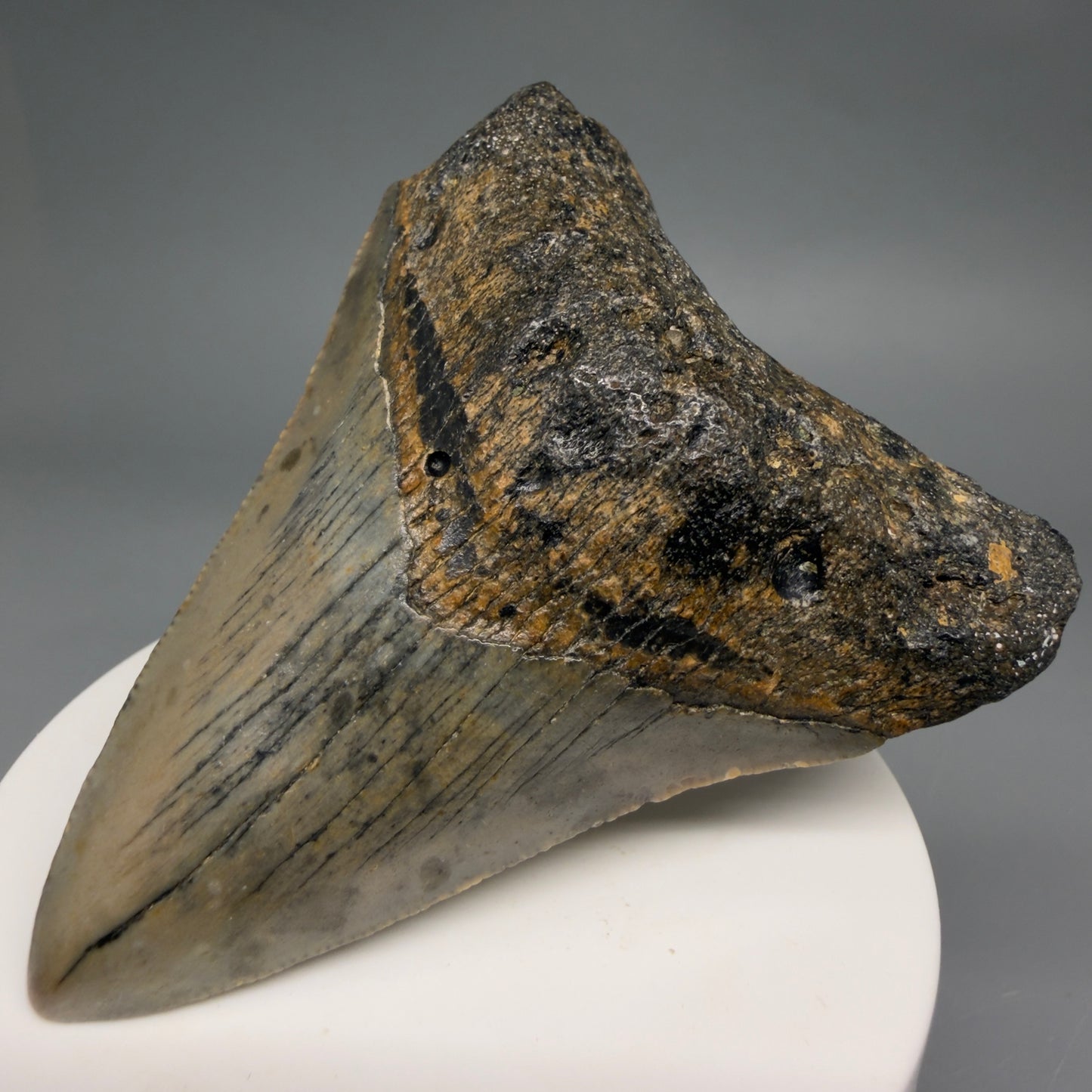 Front Right View Colorful 2.98" Fossil Megalodon Tooth - Authentic Carcharocles megalodon Fossil from North Carolina megalodonteeth.com CM6497